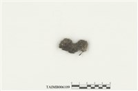 藏品(擬大萼蘚屬)的圖片